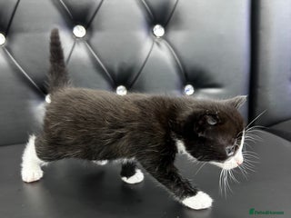 Norwegian Forest Cat cats 🐾 Adorable Kittens Looking for Loving Homes 🐾 - Advert 5