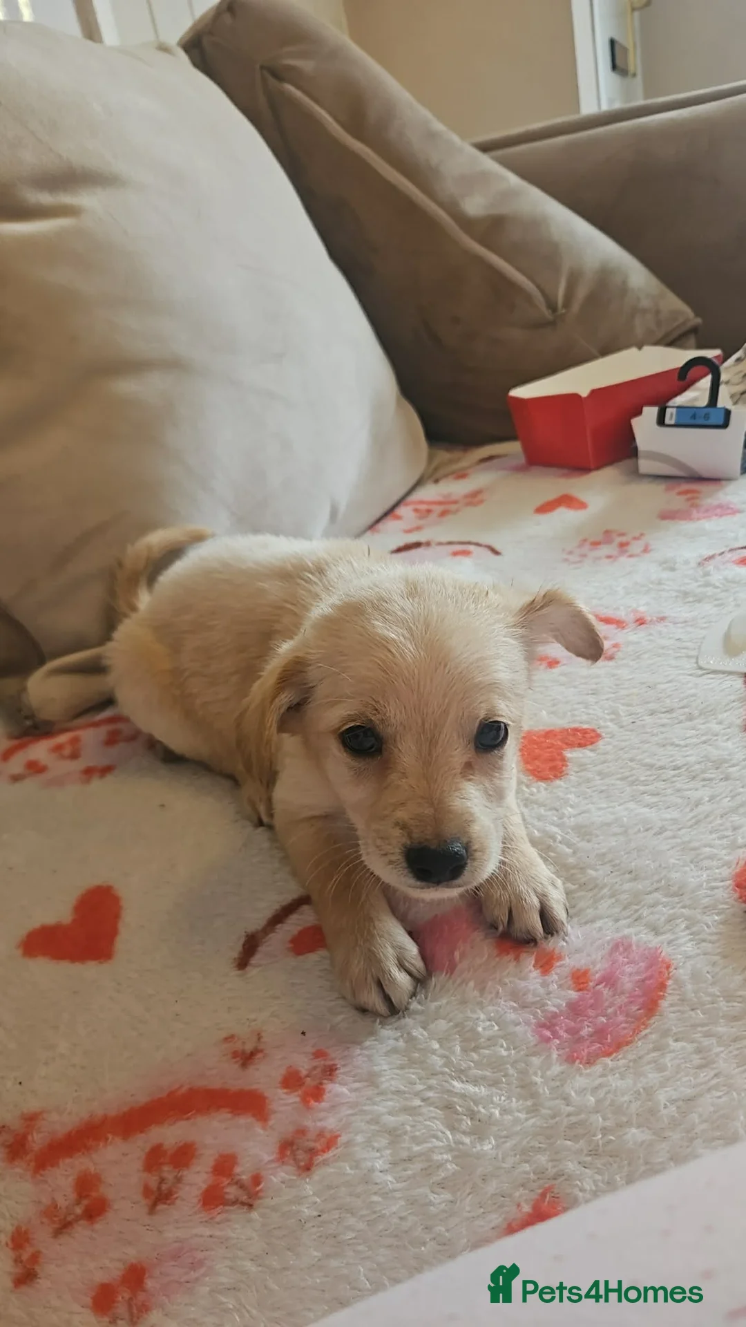 Mixed Breed dogs for sale: Pooshi - Advert 2