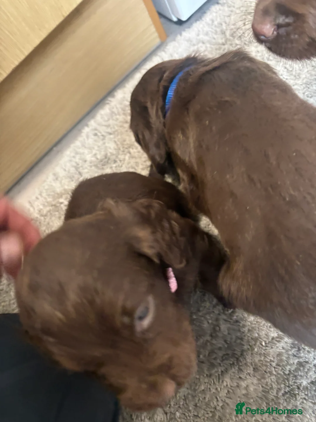 Cocker Spaniel dogs for sale: Cocker spaniel puppies  - Advert 8