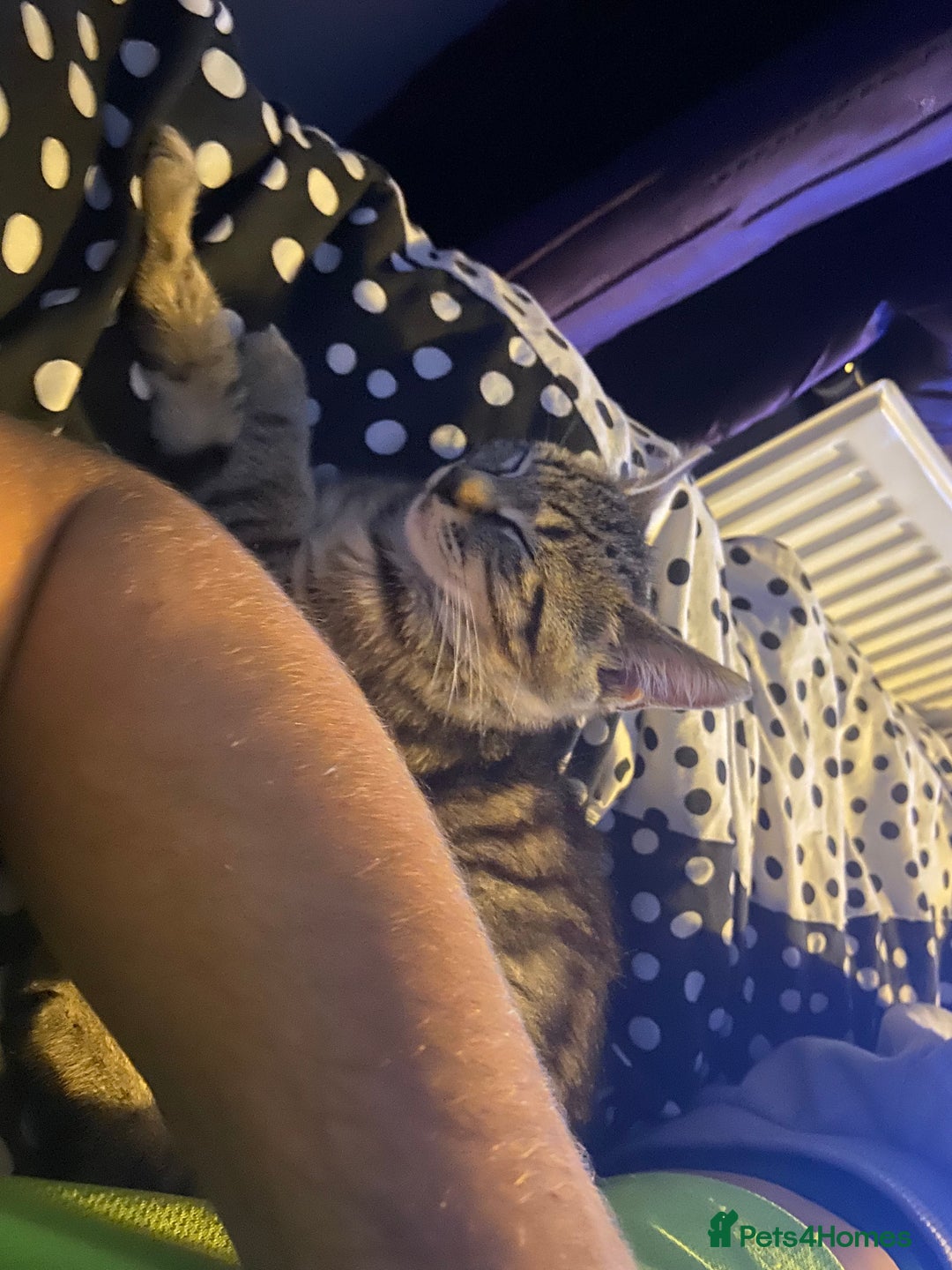 Mixed Breed cats for sale: Female kitten - Advert 3