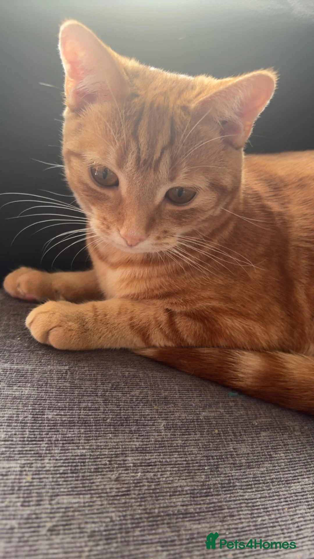 Domestic Shorthair cats for sale: 10 month cat  in Southminster - Advert 2