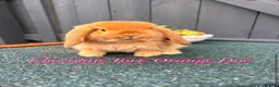 Mini Lop rabbits for sale: Mini Lops in Cradley Heath - Advert 6