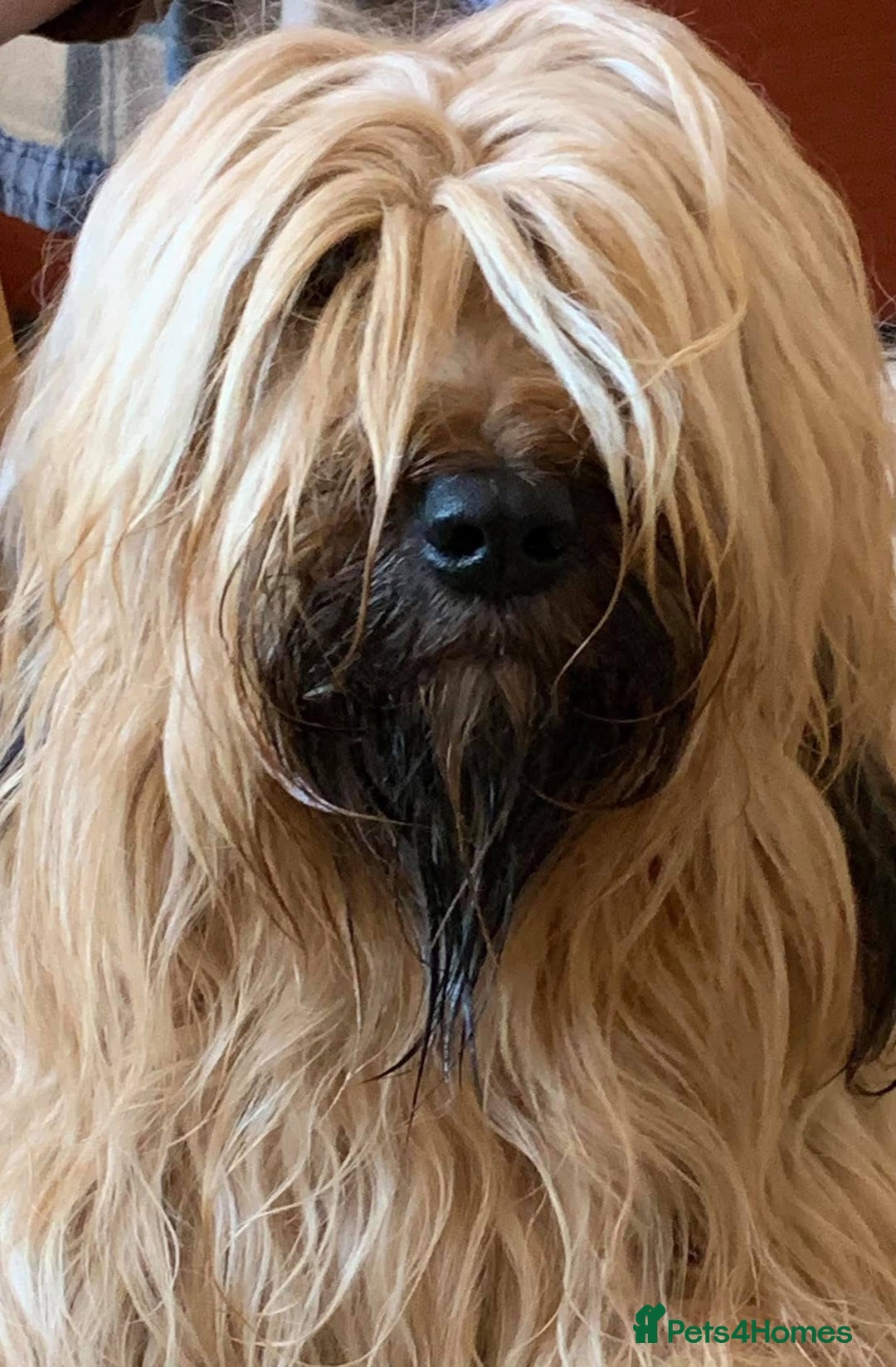 Briard dogs for sale: Amazing pedigree Briard Pups - Image 5