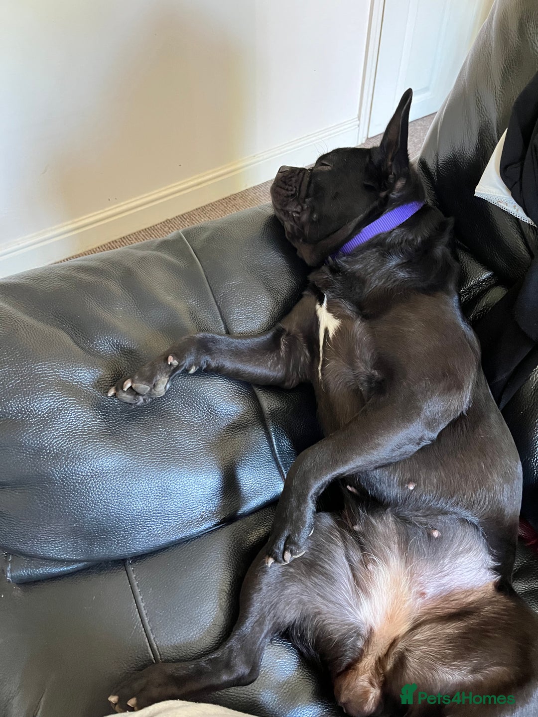 Frug dogs for sale: Female frug - Image 7
