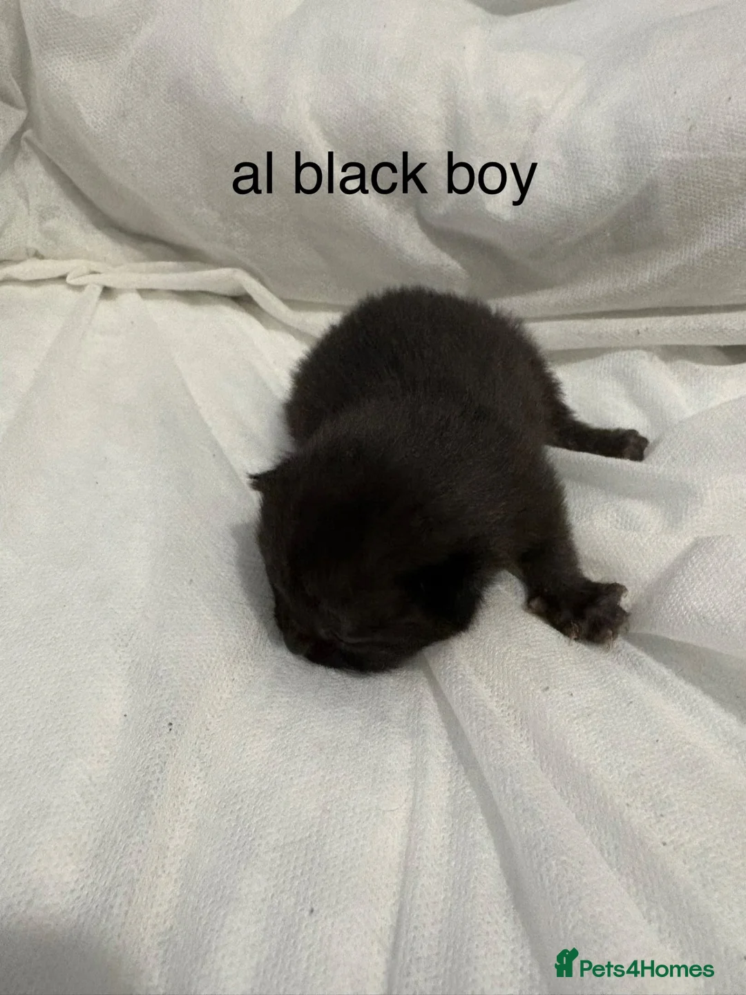 Mixed Breed cats for sale: 5 male kittens  - Advert 2