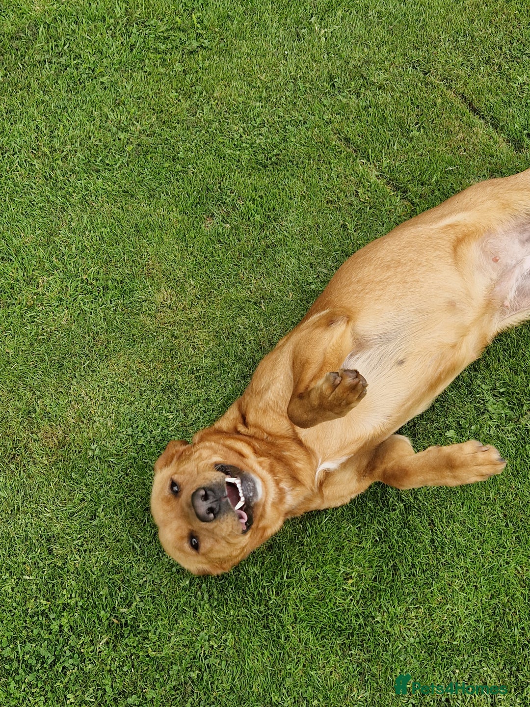 Labrador Retriever dogs for sale: 🐾RETIRED 4 YR OLD FOX RED LABRADOR BITCH 🐾 - Image 8