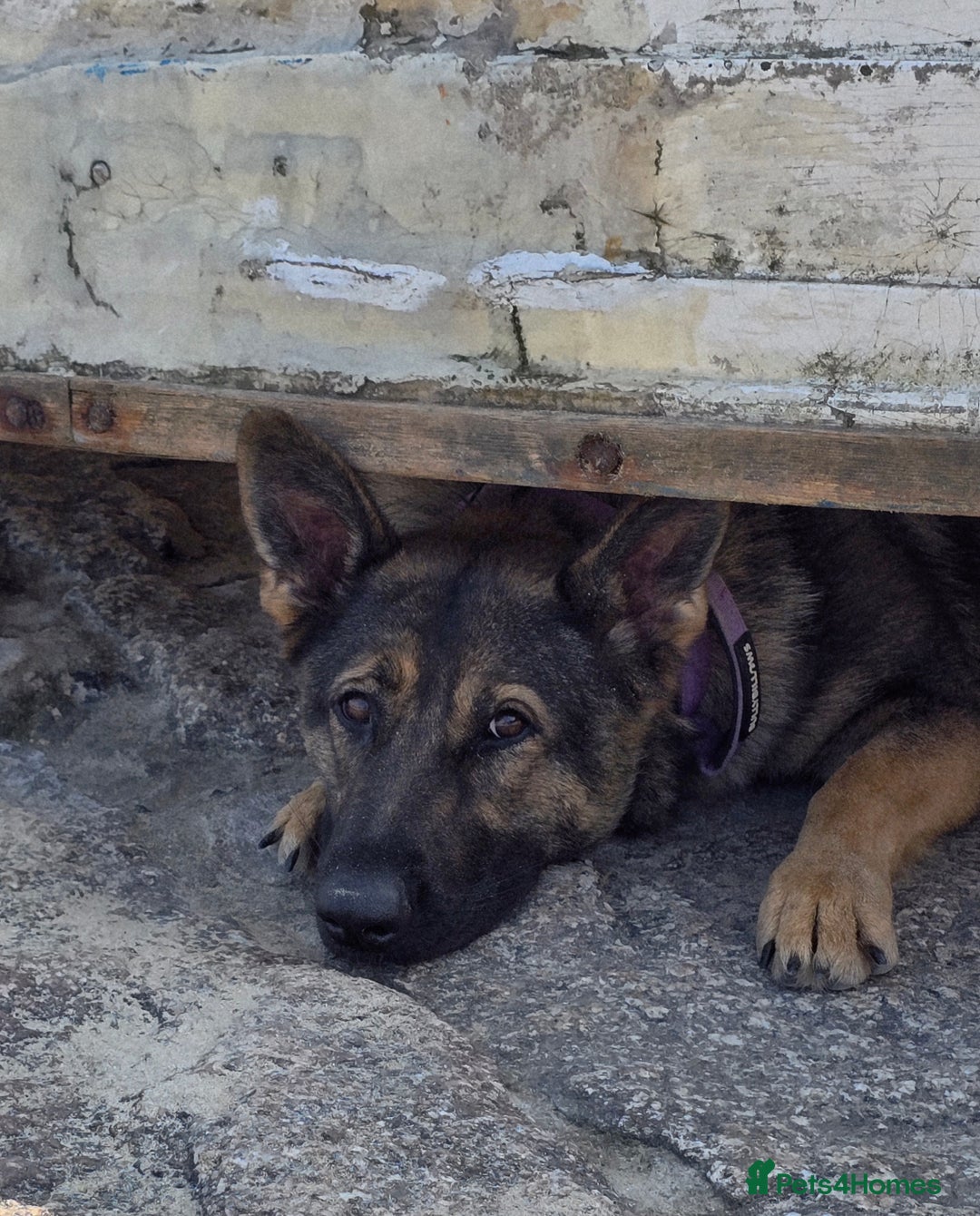 German Shepherd dogs for sale: Guard dog  - Advert 10