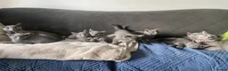 Russian Blue cats for sale: Russian Blue kittens 2 girls and 6 boys in Edinburgh - Advert 6