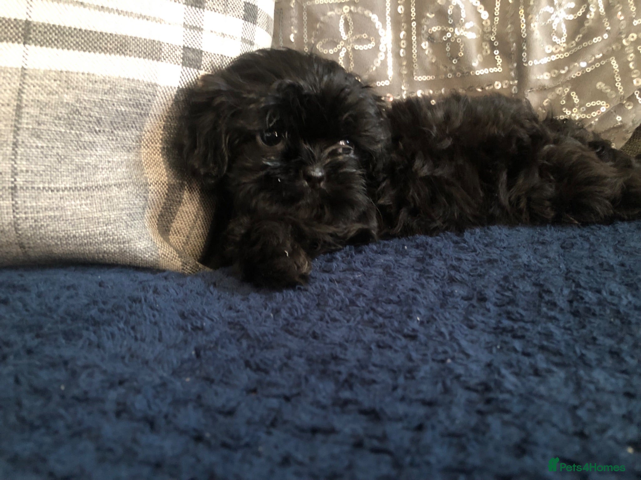 Shih Tzu dogs 6 beautiful shih tzu puppies for sale  - Advert 17