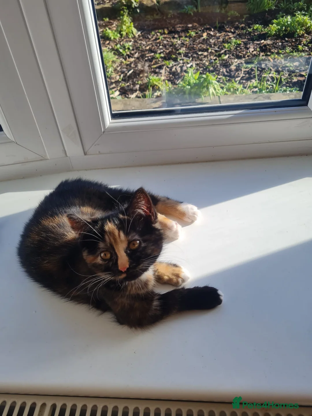 Ragdoll cats for sale: 2 female half ragdoll kittens  - Advert 6