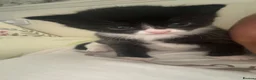 Mixed Breed cats for sale:  kittens  in Canterbury - Advert 2