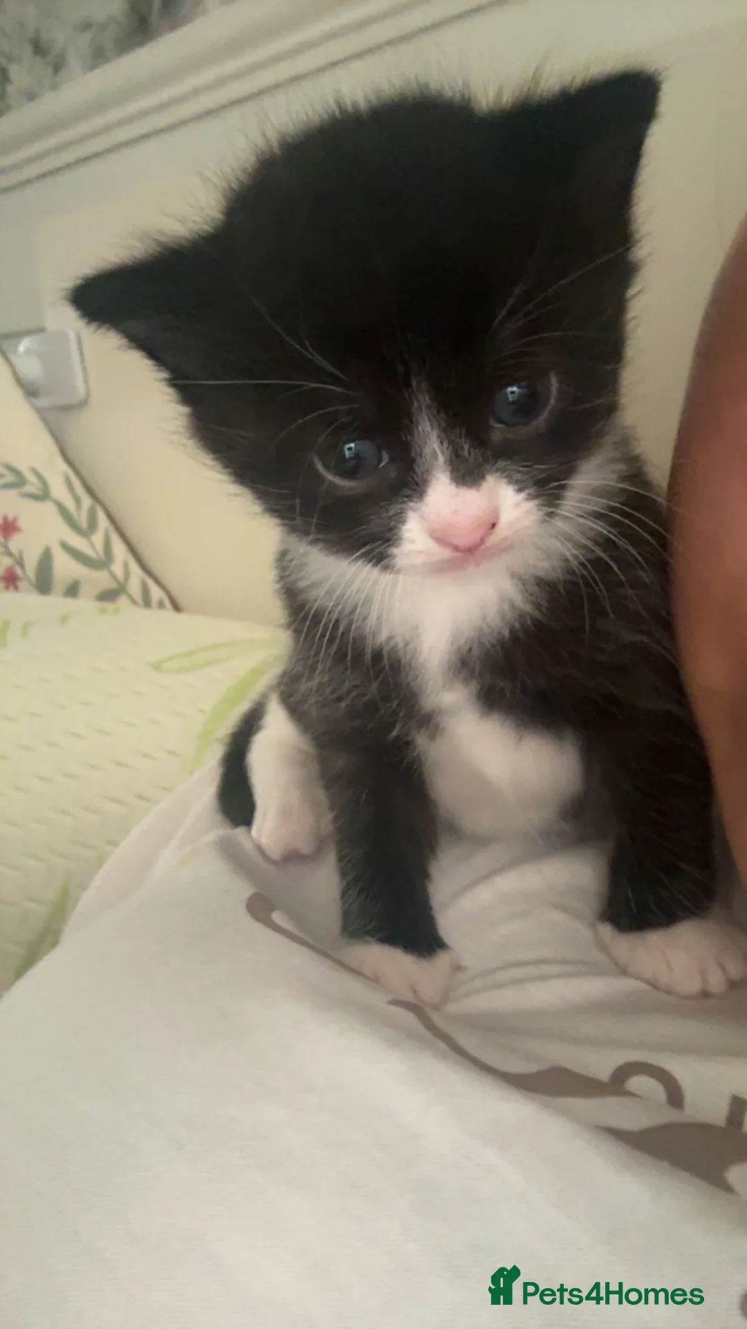Mixed Breed cats for sale:  kittens  in Canterbury - Advert 2