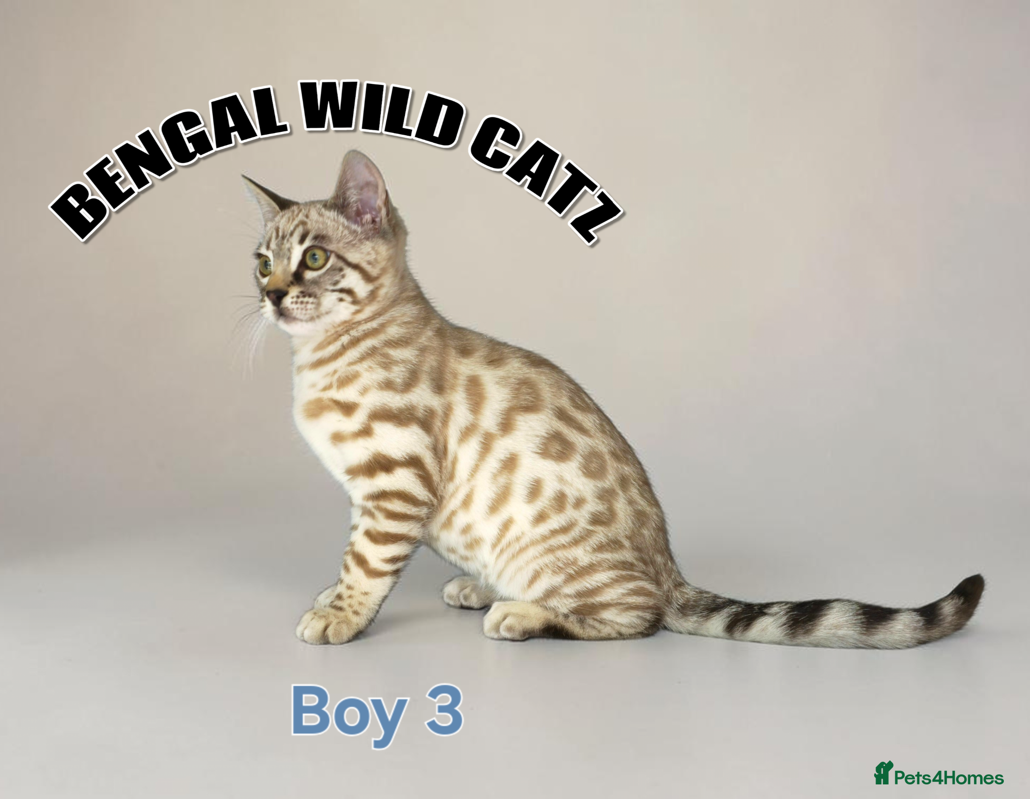 Bengal cats for sale: 4 bengal boys ready to leave now - Advert 9