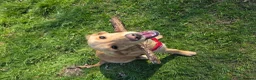 Golden Retriever dogs for sale: Golden retriver female  - Advert 10