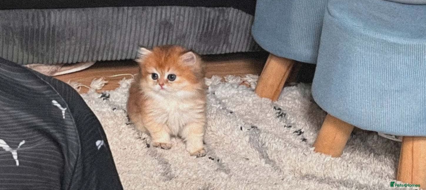 British Longhair cats 🐾🐾♥️Baby boy - golden black shaded boy🐾🐾♥️ - Advert 18