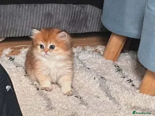 British Longhair cats 🐾🐾♥️Baby boy - golden black shaded boy🐾🐾♥️ - Advert 18