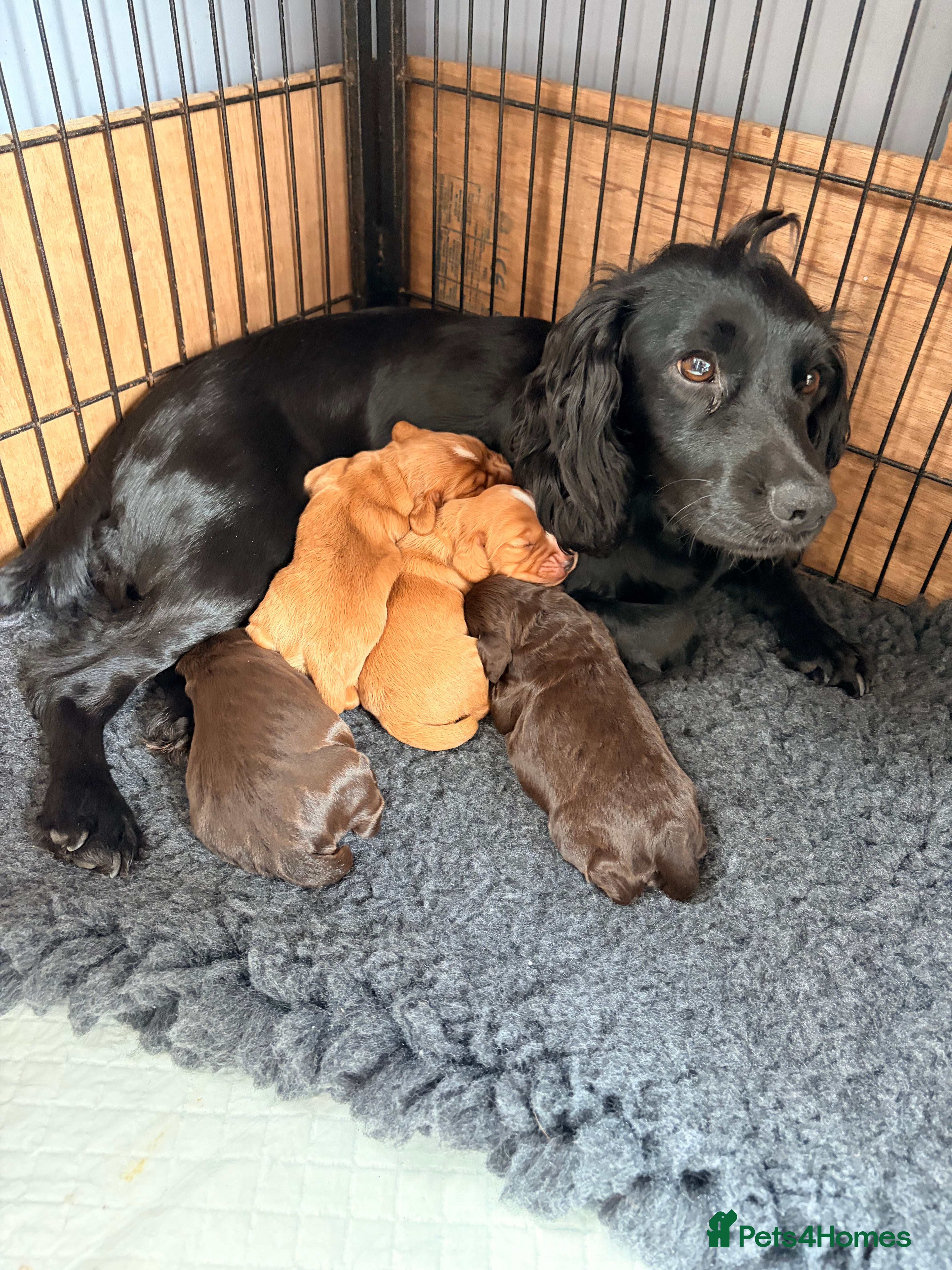 Cocker Spaniel dogs Working cocker spaniels - Advert 18