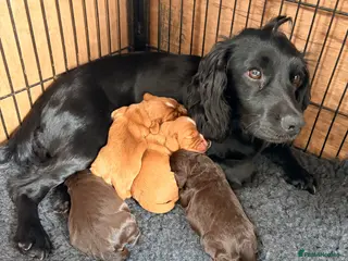 Cocker Spaniel dogs Working cocker spaniels - Advert 18