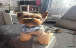 Yorkshire Terrier dogs for stud: Our lovely Toby  in Warrington - Image 1