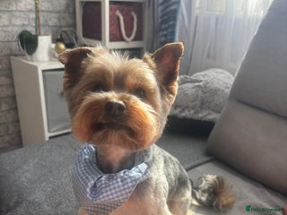 Yorkshire Terrier dogs in Warrington - Advert 9