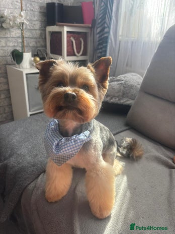 Yorkshire Terrier dogs in Warrington - Advert 1