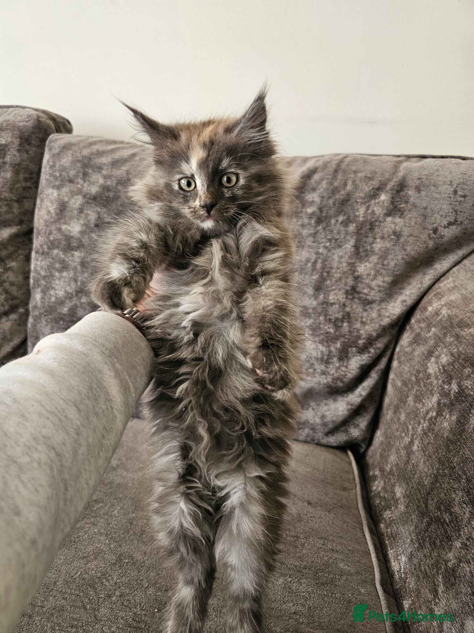 Maine Coon cats pure MAINE COONS - Advert 2