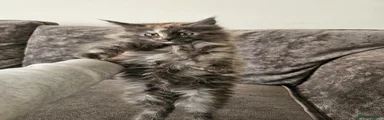 Maine Coon Kitten 5