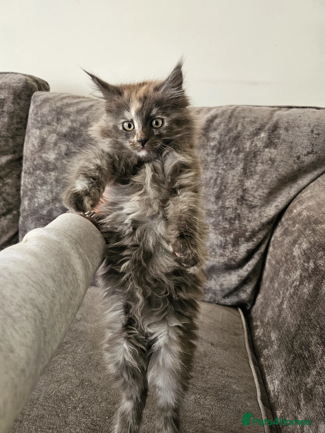 Maine Coon cats for sale: pure MAINE COONS - Advert 2