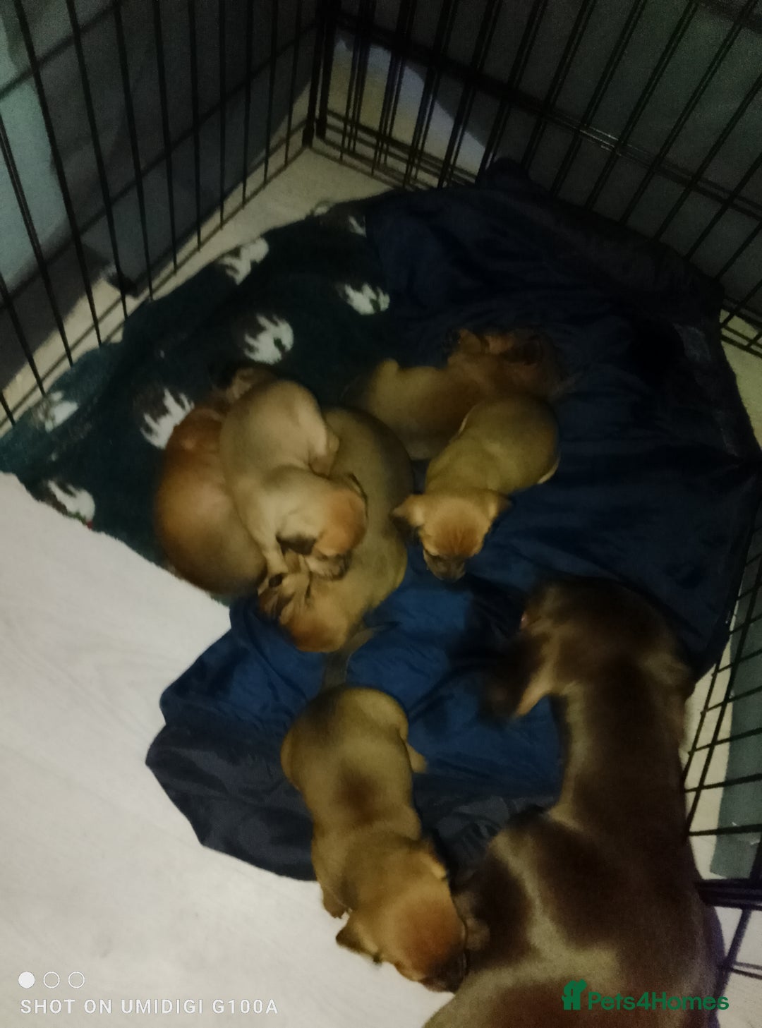 Dachshund dogs for sale: Last 2 dachshund boys for homes - Advert 4