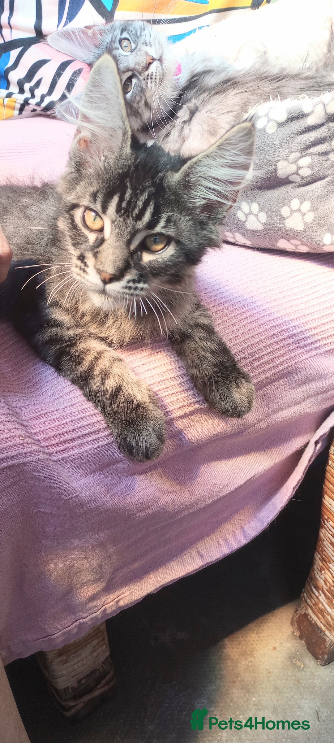 Maine Coon cats for sale: Maine coon purebred pedigre xl in Barnsley - Image 30