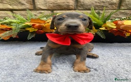 Dobermann dogs for sale: DOBERMAN PUPPIES (BOTH KC HEALTH TESTED PARENTS) - Image 29