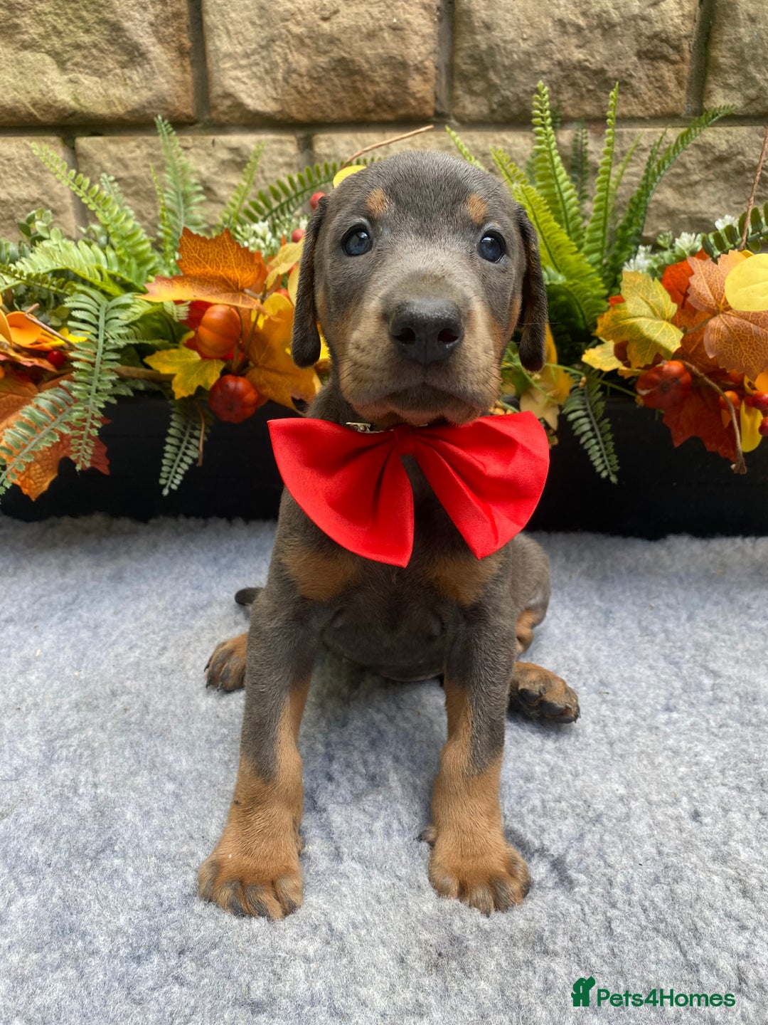 Dobermann dogs for sale: DOBERMAN PUPPIES (BOTH KC HEALTH TESTED PARENTS) - Image 29