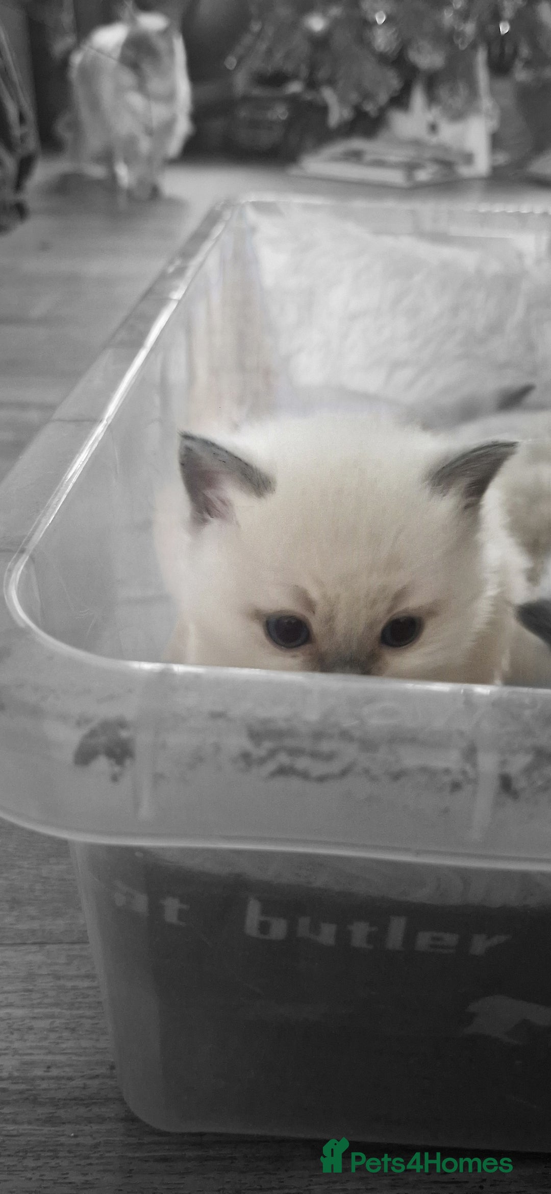 Ragdoll cats for sale: Pure Bred Ragdolls - Advert 16