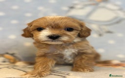 Cavapoo dogs for sale: Beautiful cavapoo pups from family home  - Advert 17