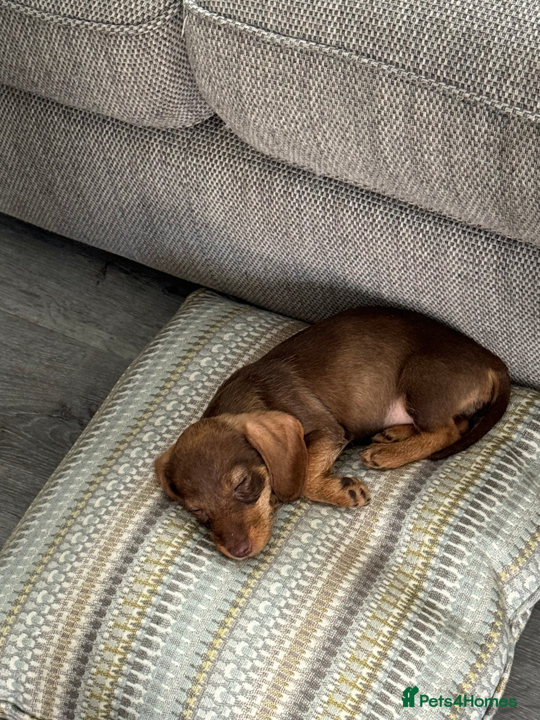 Miniature Dachshund dogs for sale: 8 months wire haired red teckel mini Daschund  - Image 4