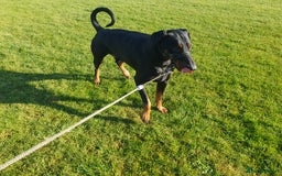 Dobermann dogs for sale: Loveable Friendly Duke - Image 3
