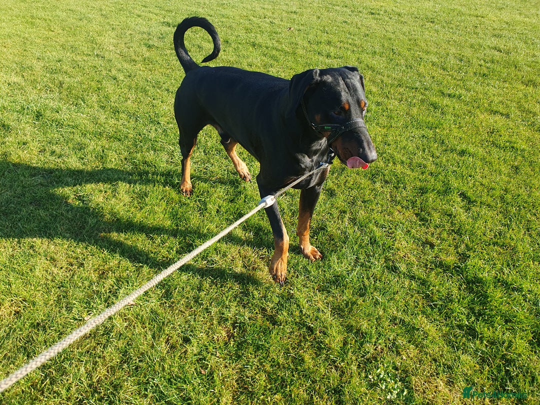 Dobermann dogs for sale: Loveable Friendly Duke - Image 3