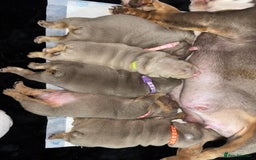 English Bulldog dogs for sale: Chunky English bulldog puppies!! - Image 23