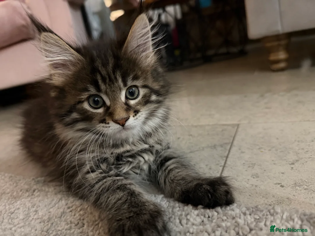 Maine Coon cats for sale: Mainecoon brown tabby  - Advert 6