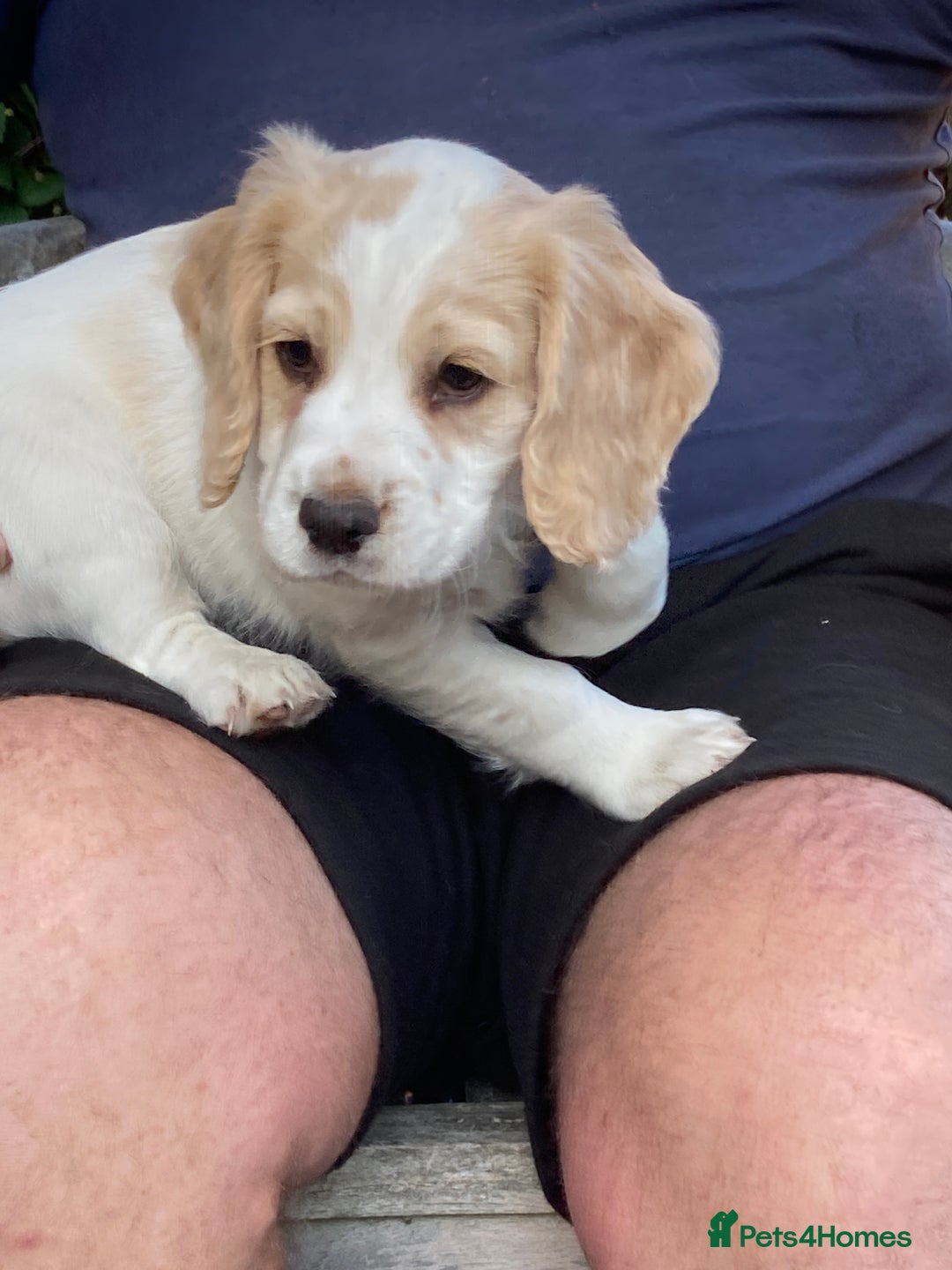Cocker Spaniel dogs for sale: Cocker Spaniels, working type, KC reg, DNA clear - Image 18