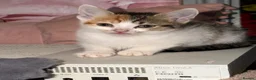 Mixed Breed cats for sale: Little girl ready to go to there forever home  - Advert 2