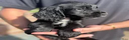 Cocker Spaniel dogs for sale: KC Registered Working Cocker Spaniel Puppies - Advert 7