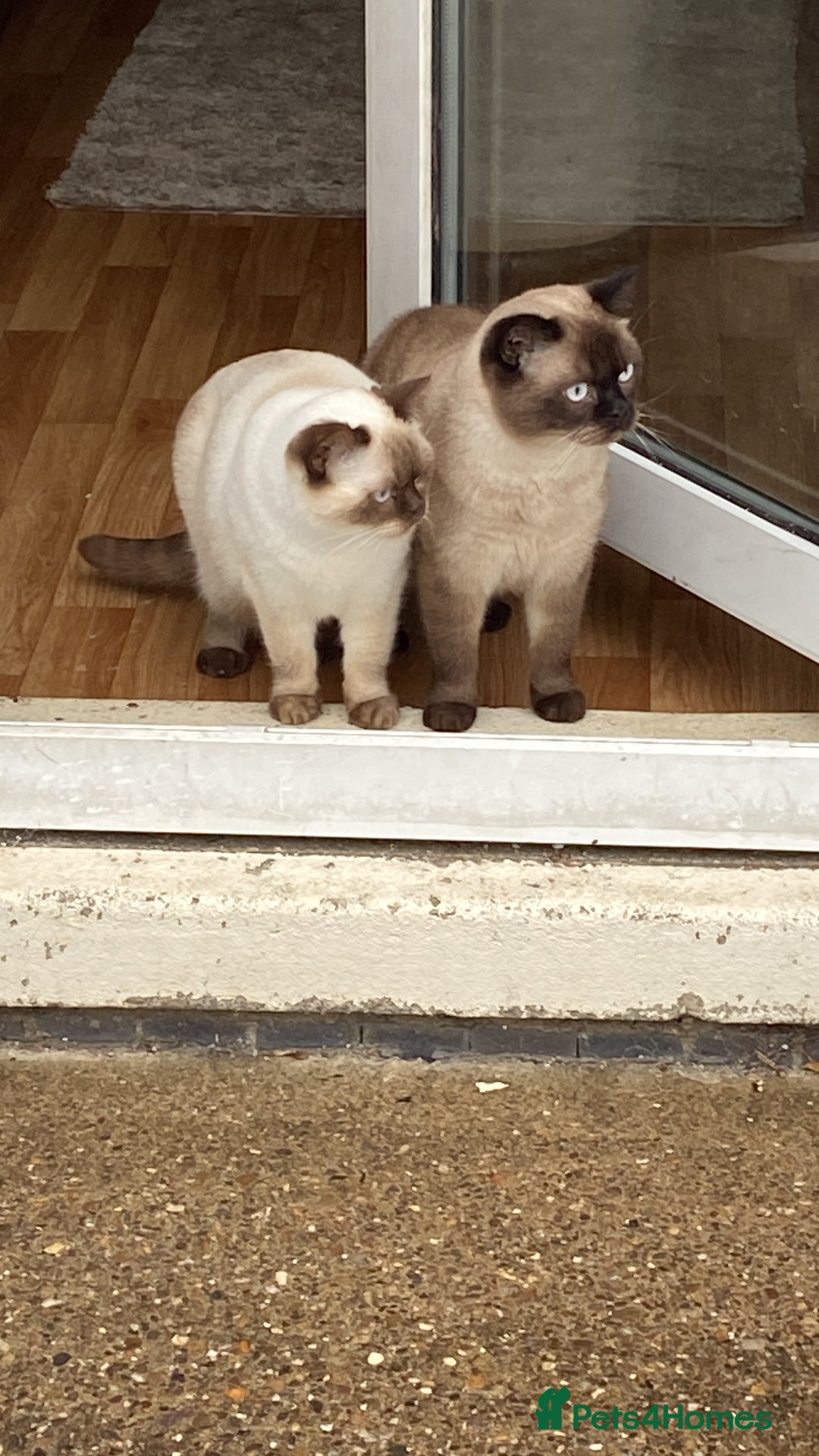 British Shorthair cats for sale: Seal Colourpoint British Shorthairs Duke&Darcey - Advert 8