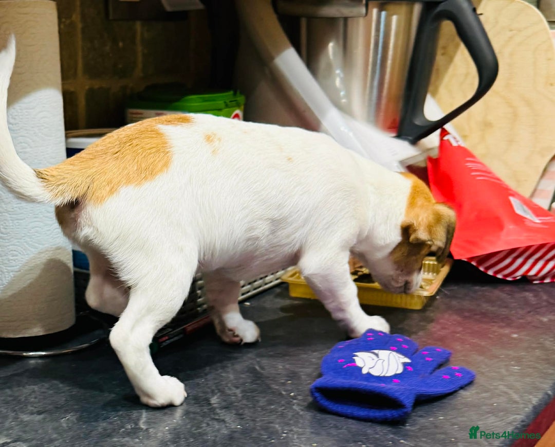 Jack Russell dogs for sale: Baby Jack Russell pups adorable  - Advert 6