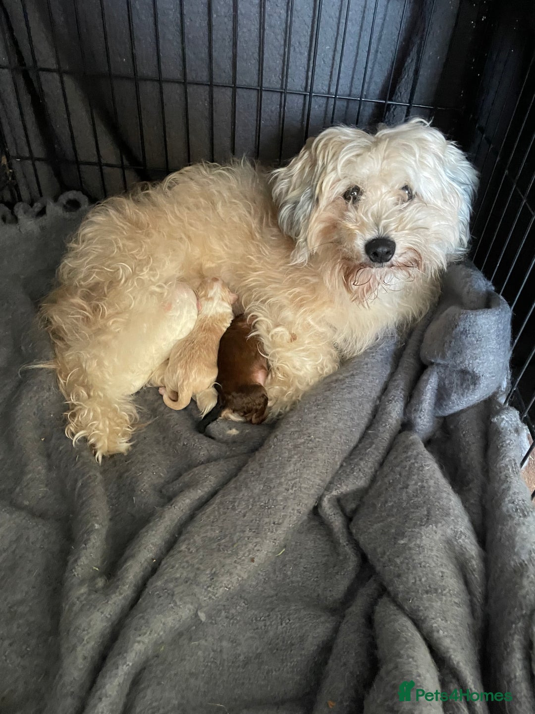 Maltipoo dogs for sale: Maltipoo puppies  - Image 9