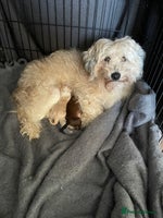 Maltipoo dogs - Advert 9