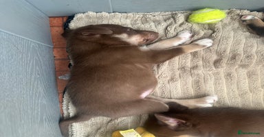 Mixed Breed dogs Puppies  - Advert 4