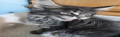 Maine Coon 5