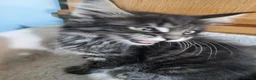 Maine Coon cats for sale: Pedigree GCCF Registered Maine Coon Kittens - Advert 3