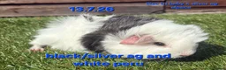 Guinea Pig rodents for sale: Fluffy baby boy male guinea pigs - Advert 2